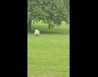 Black dog hang on a tree branch while owner watches