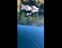 Bald eagle fly and swoops in to steal the fish at the lake