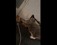 Two cat slaps each other on couch