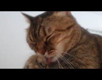 Collab PLC - Tabby cat licks arm then wipes head