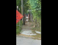 Girl black underwear alley laugh red sign