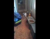 Dog couldnt get past a point in kitchen