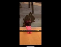 Puppy tries to grab toy through glass