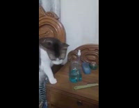 Cat uses paw to drink blue liquid 
