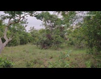 Elephant charges runs at guys in car