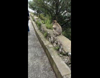 Monkey steals M and M from kids pocket