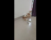 White Cat with Orange Spots Lays Down on Floor 
