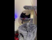 Black cat plays toy in cat tower