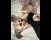 Dog loves getting belly rub from owner