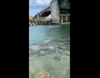 Guy backflips off concrete bridge into water