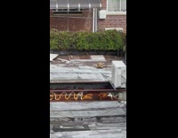 Turtle in the rooftop of the house or apartment in new york