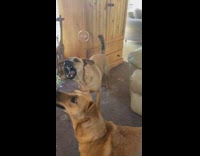 Two brown dogs likes to bite bubbles