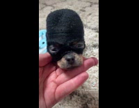 Collab BitchMP - Small black dog black ski mask