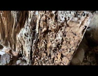 Colony of ants form tunnels on log