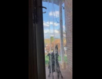 Cream dog jumps to open the door