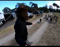 Mob of kangaroos follows man with bread