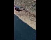 Tukey on road follow man drive car