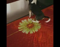 Pet dog barks and jumps on his reflection on the mirror