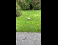 Seagull taps its feet on the grass