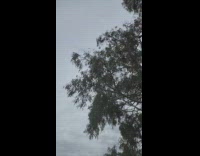 Magpie flies on the tree next to a tree near the kids