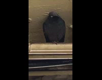 Big fat pigeon bird sits on ceiling pipe in subway station