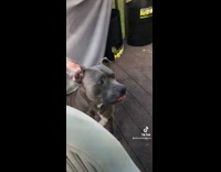 Collab Clips MPUGC - Dog shakes head when offered lemon