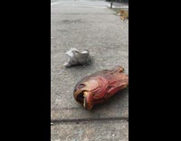 Whole red fish on sidewalk ground 