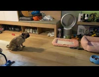 Pug dog sits scoots up wood floors 