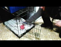 Black dog opens black cage with toy inside to get toy