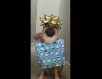 Dog wear Christmas gift present as costume