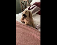 Dog sneezing consecutively during allergy season