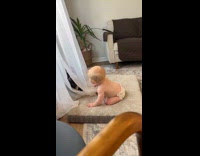 Baby plays with dog behind the curtain