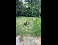 Dog rolling on grass