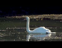 Two guys canoe white goose lake water