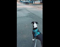 Dog on walk tries to chase squirrel 