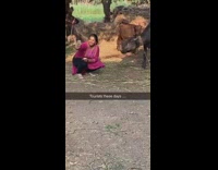 Tourist takes selfie with water buffalo animal 