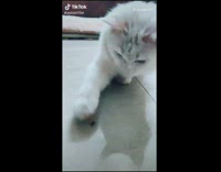 White cat small black spider laundry hamper