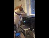 Collab BitchMP - Orange cat startled by black printer