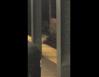 NYPD watches raccoon at station 