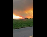 Two dogs and red sun from smoke