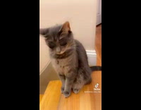 Collab BitchMP - Cat with anime disney character eyes filter