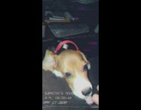 Beagle puppy dog tries to climb couch 