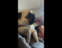 Pug eats fortune cookie paper