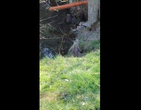 River otter leaves river peek and looks at filmer