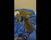 Collab BitchMP - Monkey and raccoon play fight on blue blanket 