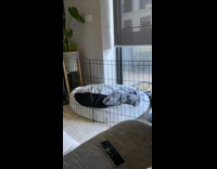 Girl tells dog get out under blankets 