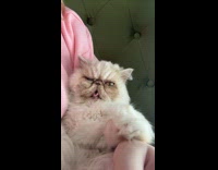 Collab Clips MPUGC2 - White Cat purrs loudly while being held by woman in pink jacket