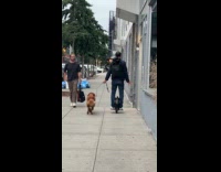 Collab WINY - Man ride electric unicycle walk his brown dog