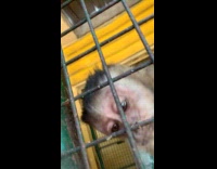 Monkey tries to pull phone into cage