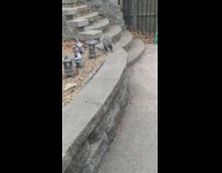 Opossum crawl on ledge fall on stairs